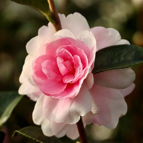 Meet the posher - Picture 1 of 1